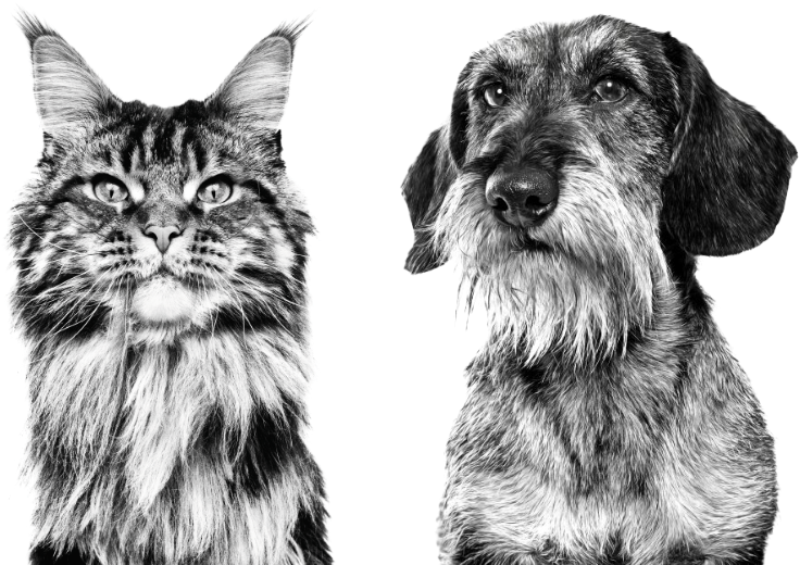 これからは、健康なときから動物病院への画像