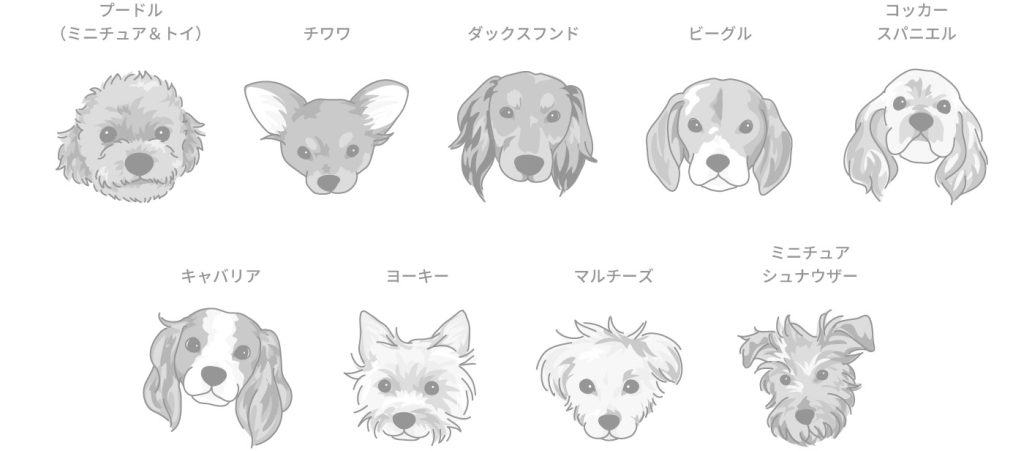 僧帽弁閉鎖不全症がよくみられる犬種