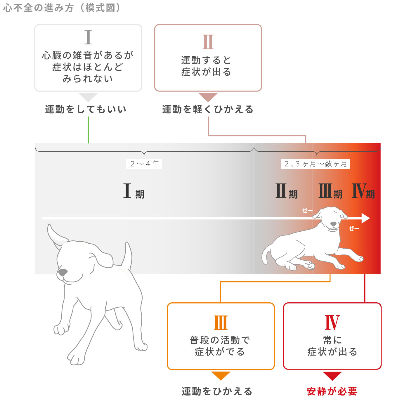 犬の心不全の進み方(模式図)と進行度に応じた心臓病治療における運動管理の仕方