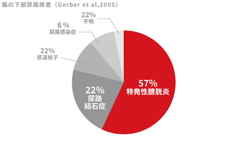 猫の下部尿路疾患では特発性膀胱炎が最も多く見られる