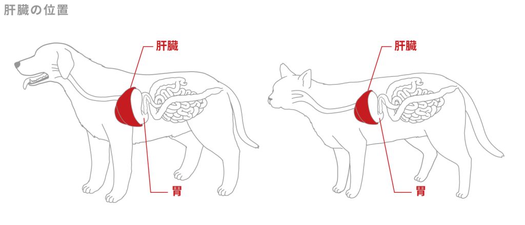 犬と猫の肝臓の位置