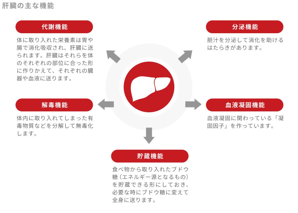 犬と猫の肝臓のはたらき