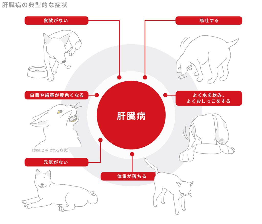犬と猫の肝臓病の典型的な症状
