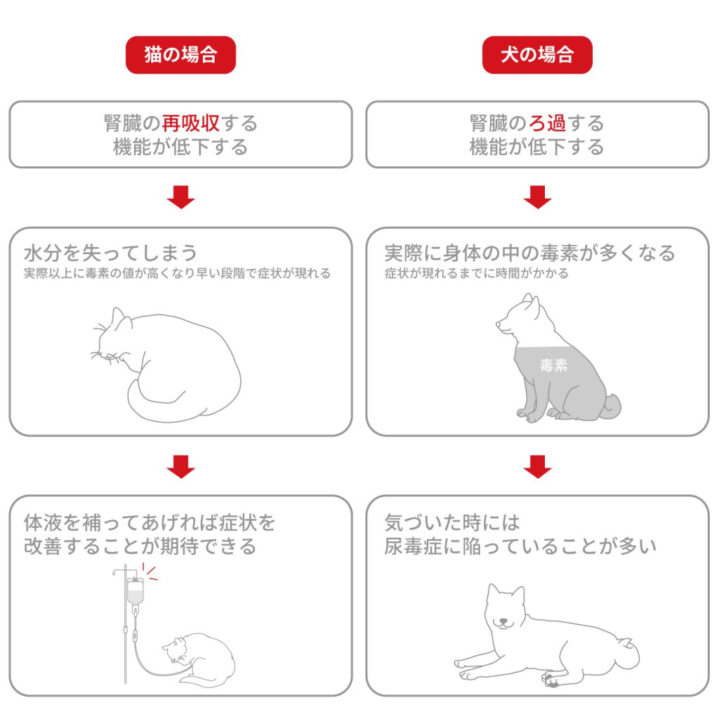 犬と猫の腎臓病の進行の違い